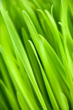 Wheat Grass: A Natural Source of Chlorophyll
